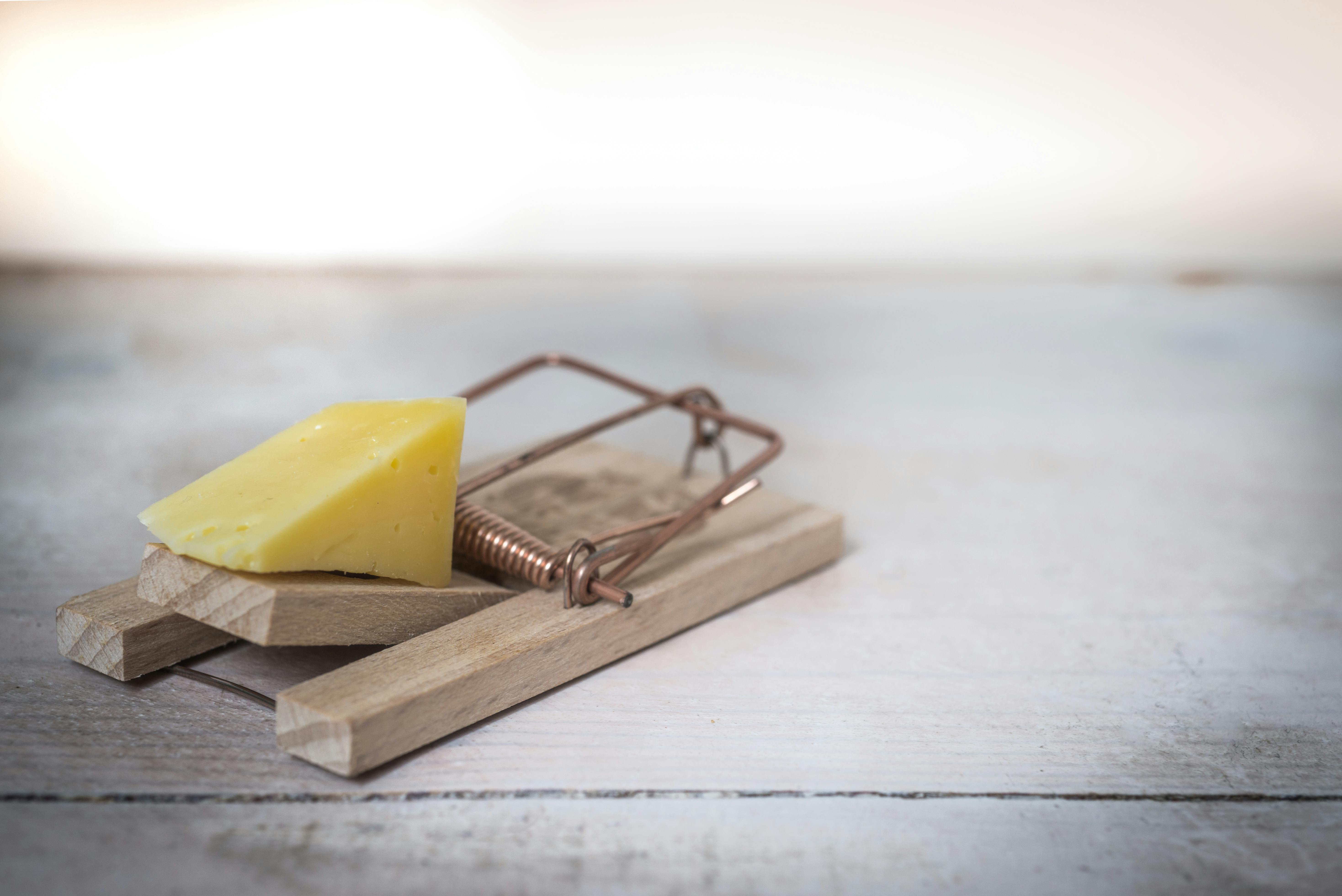 Pest control mousetrap with piece of cheese